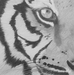 Amy Peterson - Artist