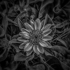 Mark Cooper - Artist