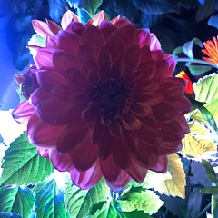 Vivek Kumar - Artist