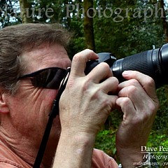 David Pearce - Artist