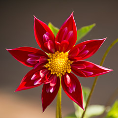Aceman Photography - Artist