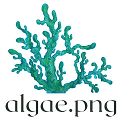 Algae Png - Artist
