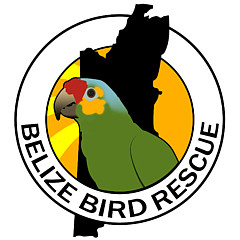 Belize Bird Rescue - Artist