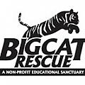 Big Cat Rescue - Artist