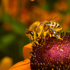 C Wetherby Photography - Artist