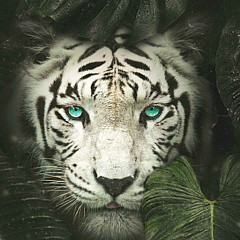 David Fiori - Artist