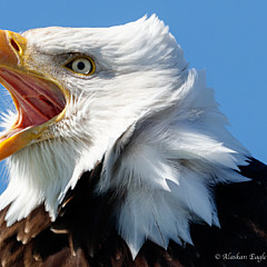 Alaskan Eagle Photography - Artist