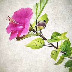 Deepika R - Artist