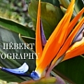 GK Hebert Photography - Artist