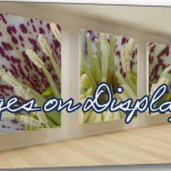Images on Display