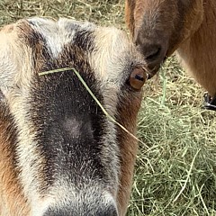 JJ Second Chance Small Holdings - Artist