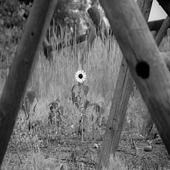 JKap Photography - Artist
