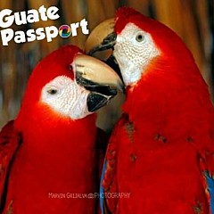 Guate Passport - Artist