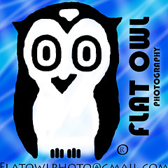Flat Owl Photo - Artist