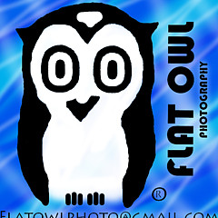 Flat Owl Photo