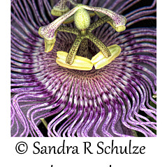 Sandra R Schulze Photography - Artist