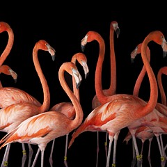 Stephen Zehner - Artist