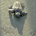 Turtle Mull - Artist