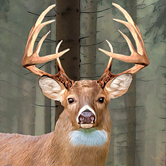 Whitetail Deer - Artist
