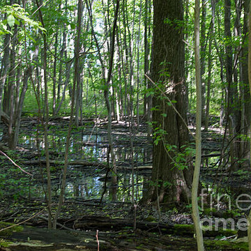 1000 Acre Swamp