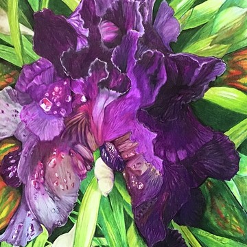 Florals- Irises