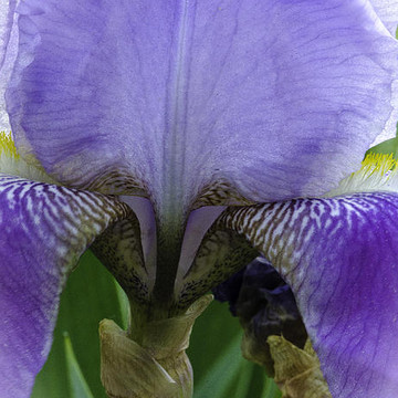 A Fresh View of the Iris