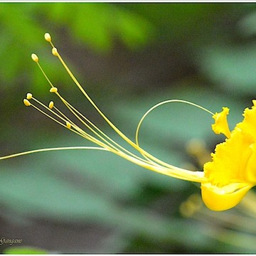 Amazing Flower Photographs  -HOLIDAY GREETINGS