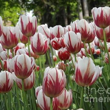 Amazing Tulips