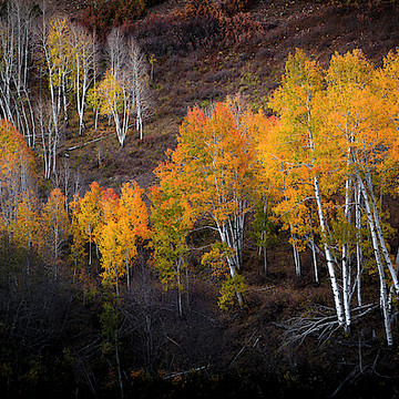 Colorado Aspens and Forests