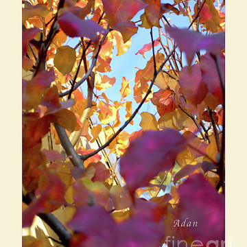 Autumn Foliage Fall Colors