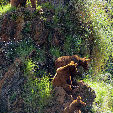 BEARS - Brown bears