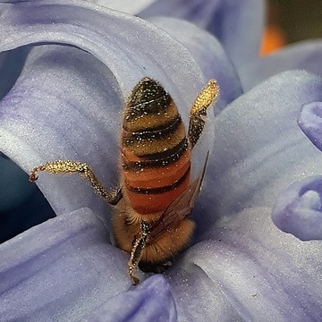 BEES Pollinating The World