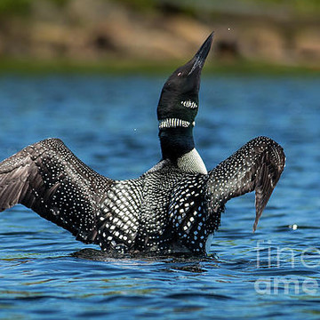 Birds and Wildlife of Maine Scenes Gallery of Photography