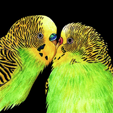 Birds - ink illustrations