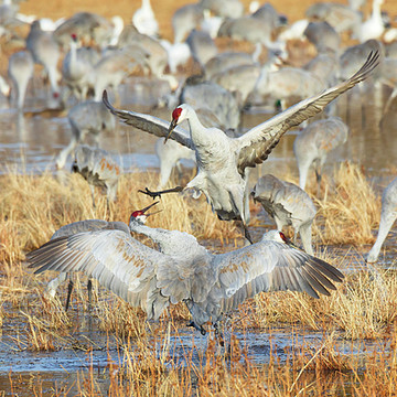 Birds - Sandhill Cranes