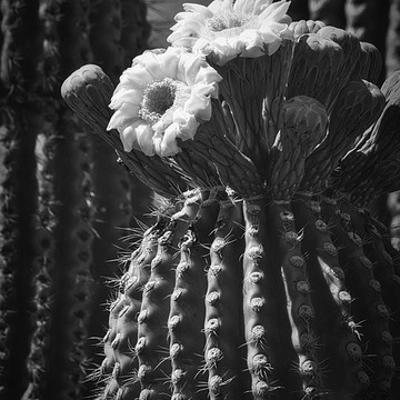 Night Blooming Cactus Flowers Photograph by Saija Lehtonen - Fine Art  America