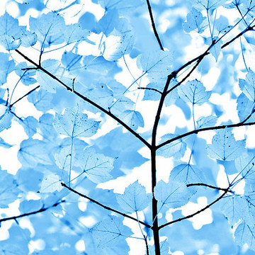 Blue Florals Botanicals Art Collection
