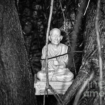 Buddha - Tree Buddhas