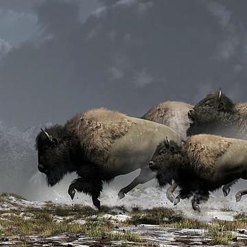 Buffalo of the American West