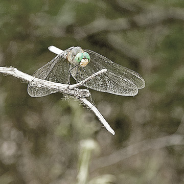 Butterflies dragonflies and damselflies
