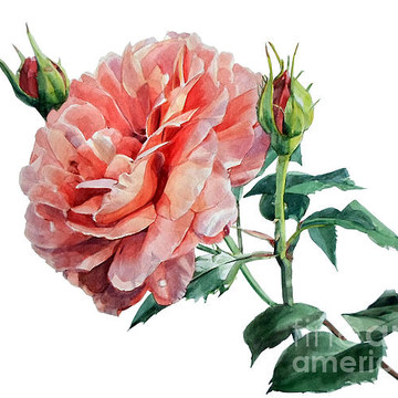 Charm of Roses in Watercolors