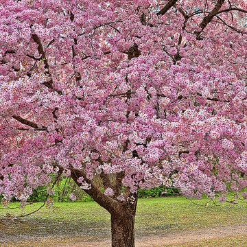 Cherry Blossom Nirvana
