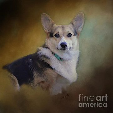 Welsh Corgis and other Dogs Gallery