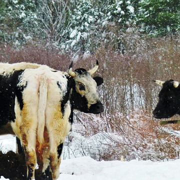 Cow photography and digitally enhanced photopaintings