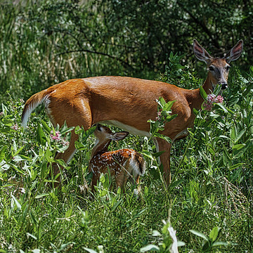 Deer Elk and Antelope