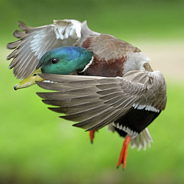 Ducks in-flight