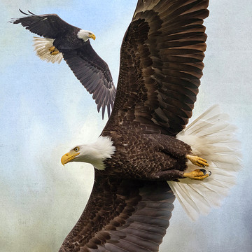 Eagles Hawks and Falcons