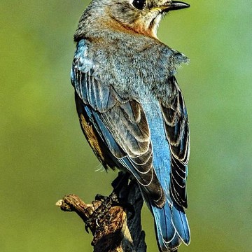 Eastern Bluebird -  Sialia sialis