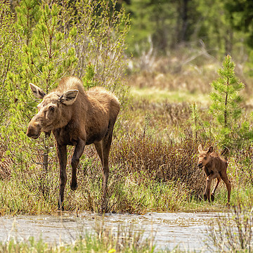 Elk Family