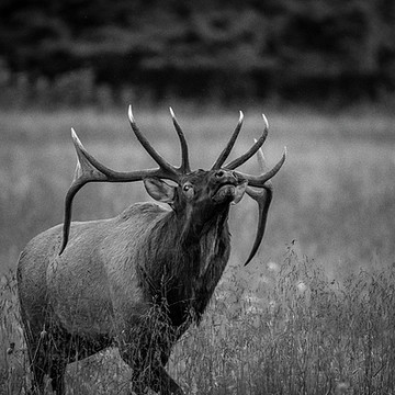 Elk of the Great Smoky Mountains National Park